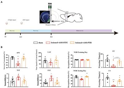 Polypyrimidine tract binding protein knockdown reverses depression-like behaviors and cognition impairment in mice with lesioned cholinergic neurons